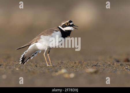 Kleiner Ringelpfeifer (Charadrius dubius), Seitenansicht eines erwachsenen Mannes, Kampanien, Italien Stockfoto