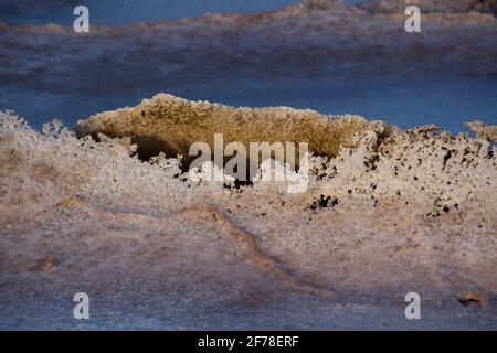 Kochsalzlösung in der Lagune von San Ignacio Stockfoto