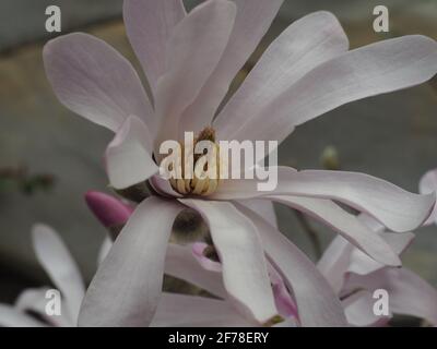 Magnolia Stellata Rosea blüht in voller Blüte Stockfoto