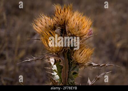 Nahaufnahme einer trockenen Distel auf einem trockenen Feld An einem sonnigen Sommertag Stockfoto