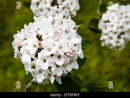 Viburnam Burkwoodii Anne Russell wächst in einem Landgarten. Stockfoto