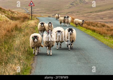 Swaledale-Schafe wandern im Frühjahr auf einer einspurigen Straße von Keld nach Tan Hill Inn, Richmond, North Yorkshire. Abgelegener Bereich mit hohem, Sweepin Stockfoto