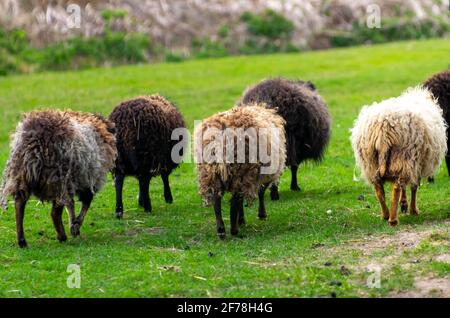 Schar von Ouessant Schafen auf der Wiese zusammen zu Fuß. Hobby Landwirtschaft. Frühling Stockfoto