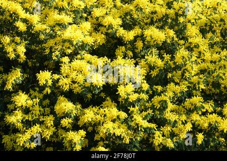 Blühende Blüten des Mimosa-Zwergbaums Stockfoto