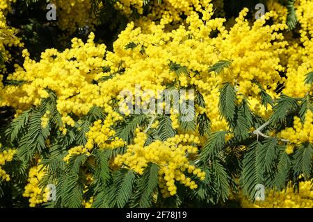 Blühende Blüten des Mimosa-Zwergbaums Stockfoto
