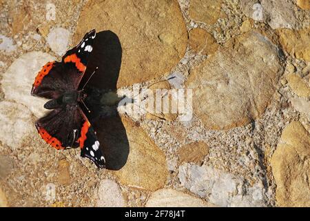Ein Admiral (Schmetterling) sitzt in der Sonne auf einem Stein Und macht einen großen Schatten Stockfoto