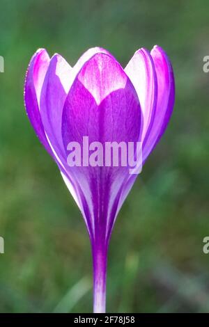 Nahaufnahme einer einzelnen violetten Krokusblüte Stockfoto