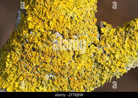 Xanthoria parietina, eine gewöhnliche Blattschleie auf einem Baumzweig in England, Großbritannien Stockfoto