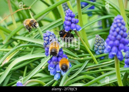 Hummel auf Muscari vernachlässectum bekannt als Traubenhyazinthe Stockfoto