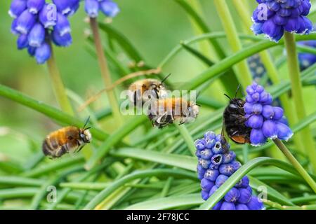 Hummel auf Muscari vernachlässectum bekannt als Traubenhyazinthe Stockfoto
