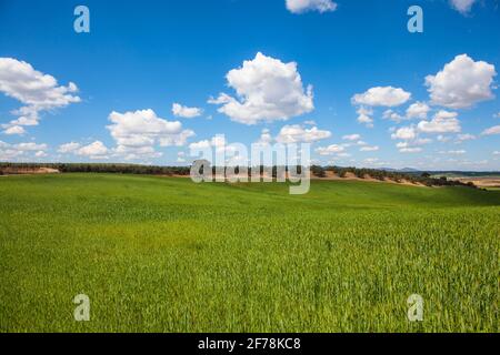 Weizenfeld mit blauem Himmel mit Sonne und Wolken. Stockfoto