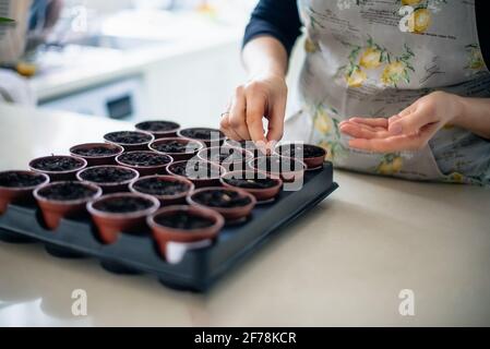 No Face Frau Pflanzen Samen in kleinen Töpfen in der Küche zu Hause. Vorbereitung für neue Küchengartensaison. Aussaat von Samen. Weicher selektiver Fokus, Kopierbereich. Stockfoto
