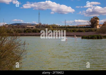 Flamingos in der Lagune Fuente de Piedra. Bild aufgenommen 20.03.2021. Stockfoto