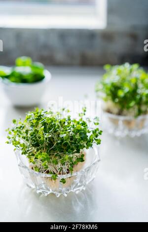 Microgreens sprießt in Glasschalen auf weißem Küchentisch Hintergrund. Gesunde Ernährung. Gartenarbeit im Haus. Vertikale Karte. Weicher selektiver Fokus, Kopierbereich Stockfoto