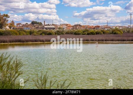 Flamingos in der Lagune Fuente de Piedra. Bild aufgenommen 20.03.2021. Stockfoto