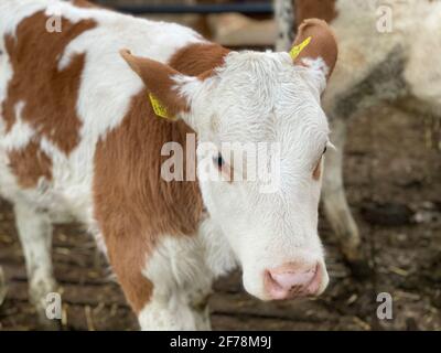 Nahaufnahme einer Fleckvieh-Milchkuh in den österreichischen alpen mit gelben Ohrmarken. Stockfoto