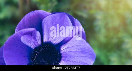 Draufsicht blau Anemone coronaria 'Mr. Fokker' Blume auf grünem Hintergrund. Makro. Horizontales breites Banner. Sommerkarte mit Blumenmuster. Stockfoto