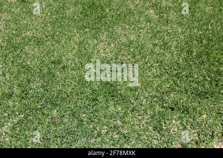 Eine Fläche von kurzem, gemähtem Gras in einem Hof, Garten oder Park. Grünes Gras für den Hintergrund Stockfoto