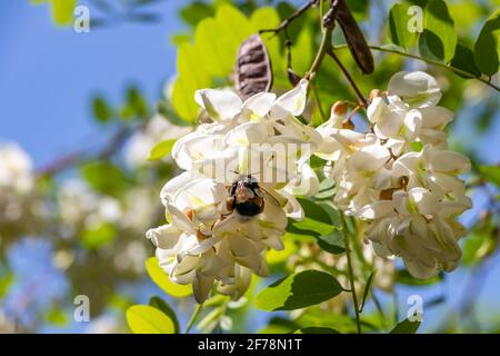 Blüte der Robinia pseudoacacia, der falschen Akazie, ist eine Art der Gattung Robinia aus der Familie der Fabaceae. Heimisch im Osten der Vereinigten Staaten, Tarnung Stockfoto
