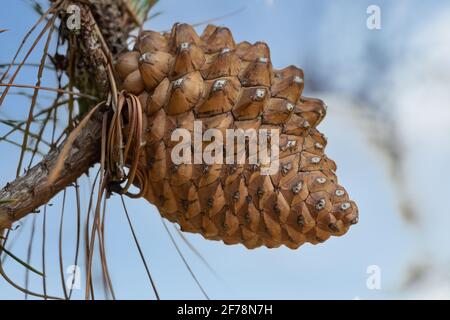 Der Pinienkegel einer Pinus radiata, der Monterey-Kiefer, der Insignis- oder Radiatabiefer, ist eine Art, die an der Zentralküste von Kalifornien und Mexiko (Guadalup) beheimatet ist Stockfoto