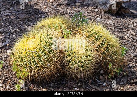 Echinocactus grusonii, im Volksmund bekannt als der goldene Barrel Kaktus, Goldkugel oder Schwiegermutter Kissen, ist eine bekannte Spezies von Kaktus, und ist Stockfoto