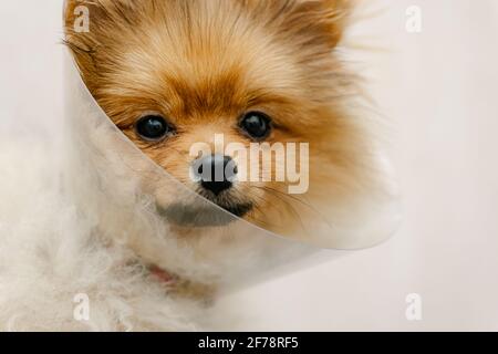 Trauriger pommerischer Hund im elisabethanischen Halsband, Plastikkegel, medizinischer Schutz des Tieres. Speicherplatz Kopieren Stockfoto