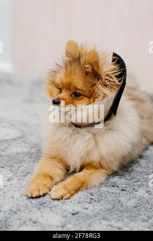 Niedlicher pommerischer Hund in einem elisabethanischen Schutzkragen nach der Operation liegt auf dem Boden. Stockfoto