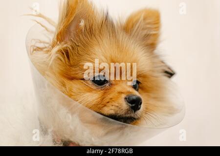 Süßer pommern in einem medizinischen Kragen Blick auf die Kamera. Kranker Hund. Nahaufnahme. Medizinischer Tierschutz. Stockfoto