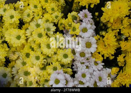 Blumensträuße von verschiedenen Blumen. Frische schöne Blumen im Blumenladen. Stockfoto