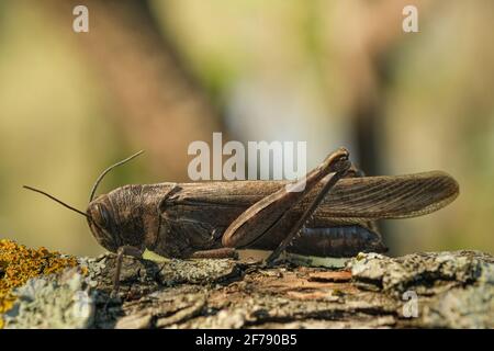 Isolierte Locust Insekten leben auf Baumstamm Lebensraum, Wildlife Makro Tier Stockfoto