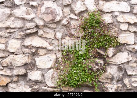 Die Pflanze webt entlang der Steinmauer. Ein rauer Stein und eine Pflanze mit kleinen rosa Blüten. Stockfoto