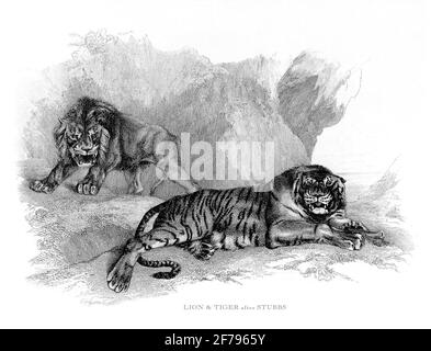 Männlicher afrikanischer Löwe zeigt Dominanz über einem Tiger graviert Illustration Stockfoto