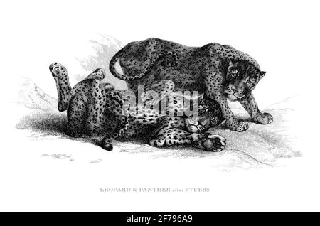 Leopard und Panther in der Wildnis gravierte Illustration Stockfoto