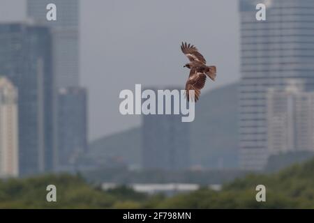 Black Kite (Milvus migrans) Mai Po Nature Reserve, New Territories, Hong Kong (Shenzhen im Hintergrund) 30. März 2021 Stockfoto