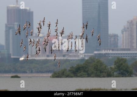 Great Knot (Calidris tenuirostris), fliegende Herde wandernder Erwachsener im Zuchtgefieder, Mai Po, Hongkong 30. März 2021 Stockfoto