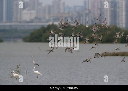 Great Knot (Calidris tenuirostris), fliegende Herde wandernder Erwachsener im Zuchtgefieder, Mai Po, Hongkong 30. März 2021 Stockfoto