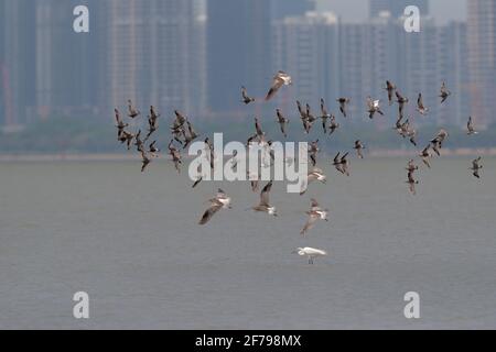 Great Knot (Calidris tenuirostris), fliegende Herde wandernder Erwachsener im Zuchtgefieder, Mai Po, Hongkong 30. März 2021 Stockfoto