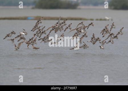 Great Knot (Calidris tenuirostris), fliegende Herde wandernder Erwachsener im Zuchtgefieder, Mai Po, Hongkong 30. März 2021 Stockfoto