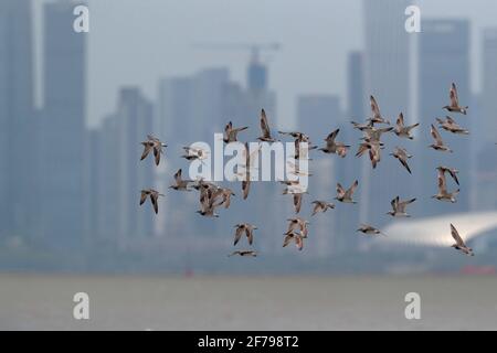 Great Knot (Calidris tenuirostris), fliegende Herde wandernder Erwachsener im Zuchtgefieder, Mai Po, Hongkong 30. März 2021 Stockfoto