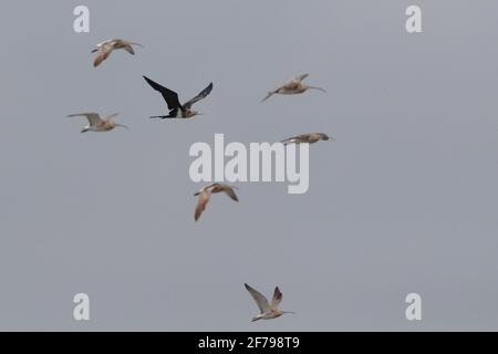 Kleiner Fregattebird (Fregata ariel), mit eurasischer Curlew, Mai Po Nature Reserve, New Territories, Hongkong 15. März 2021 Stockfoto