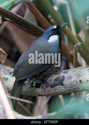 Schwarzkehldrossel (Garrulax chinensis), Seitenansicht, Kadoorie Farm and Botanic Garden, New Territories Hong Kong 9. März 2021 Stockfoto