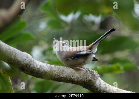 Blaugeflügelte Minla (Minla cyanouroptera), Seitenansicht, Kadoorie Farm and Botanic Garden, New Territories Hong Kong 9. März 2021 Stockfoto