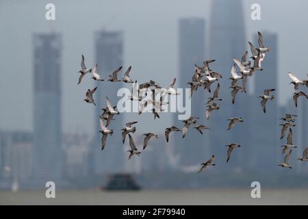 Great Knot (Calidris tenuirostris), fliegende Herde wandernder Erwachsener im Zuchtgefieder, Mai Po, Hongkong 30. März 2021 Stockfoto