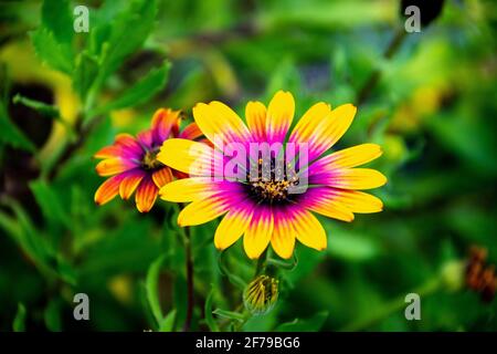Delosperma oder Eispflanze Blume mit einem rosa Interieur und Gelbe Blütenblattkanten Stockfoto