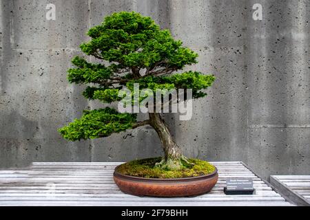 Ein einziger Bonsai-Baum aus Kiefern Stockfoto