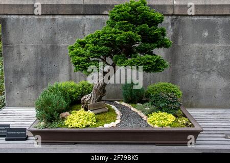 Ein einziger Bonsai-Baum aus Kiefern Stockfoto