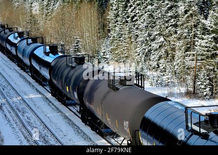 Ein kanadischer Güterzug mit Tankwagen, der in einem bewaldeten Gebiet der felsigen Berge von Alberta, Kanada, unterwegs ist. Stockfoto