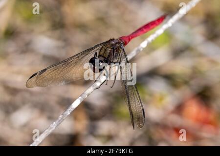 Feuriger Skimmer Libelle in Ruhe Stockfoto