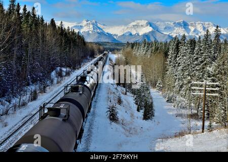 Ein kanadischer Güterzug mit Tankwagen, der in einem bewaldeten Gebiet der felsigen Berge von Alberta, Kanada, unterwegs ist. Stockfoto