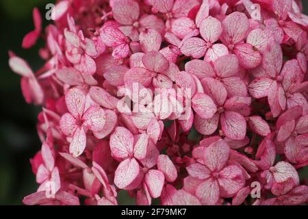 Nahaufnahme der rosa Hortensien in voller Blüte Stockfoto